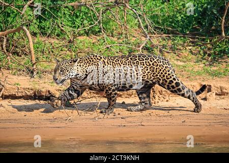 Sud America, Brasilia, Mato Grosso do Sul, Pantanal, Cuiaba River, Jaguar, Panthera onca, al Riverside Foto Stock