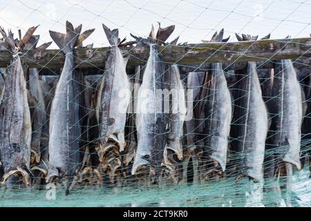 Norvegia, Skallelv, stoccafisso essiccazione su rack Foto Stock