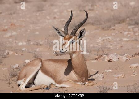 Oman, Jaluni, Arabian Oryx Santuario, Mountain (gazelle Gazella gazella) Foto Stock