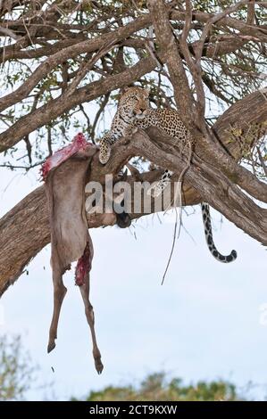 Africa, Kenya, Leopard blu alimentazione GNU su albero a Masai Mara riserva nazionale Foto Stock