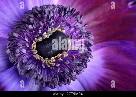 Dettaglio di violetta anemone Foto Stock