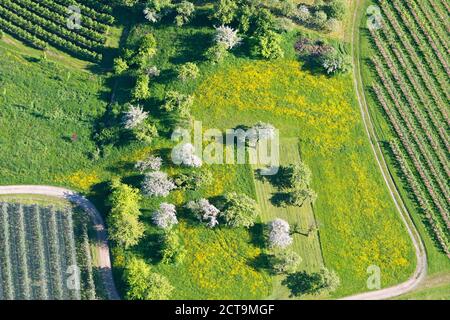 Germania, Baden-Württemberg, Markdorf, vista aerea di campi e di alberi da frutto Foto Stock