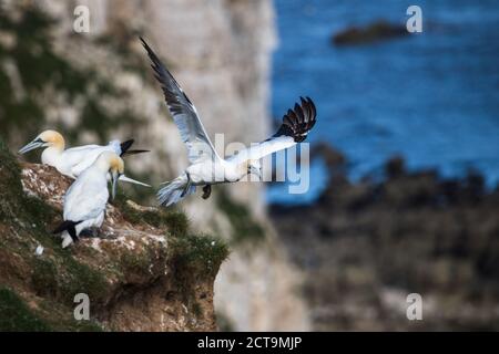 Il gannet settentrionale decollo da un bordo delle scogliere di Bempton nello Yorkshire. Foto Stock