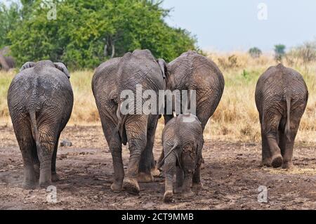 Africa, Kenia Masai Mara riserva nazionale, elefanti africani, Loxodonta africana, elefante famiglia, vista posteriore Foto Stock