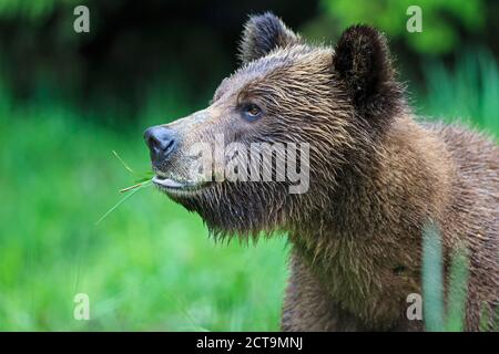 Canada, Khutzeymateen Orso grizzly Santuario, Ritratto di un grizzly Foto Stock