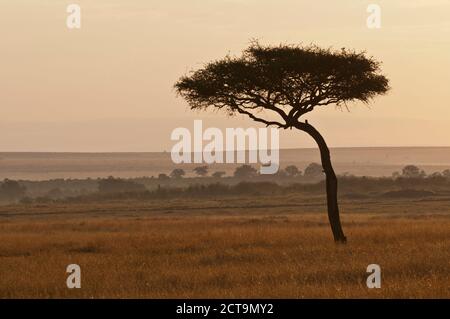 Africa, Kenia Masai Mara National Reserve, Umbrella Thorn acacia (acacia tortilis), mattina Foto Stock