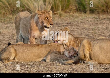 Africa, Kenya, Maasai Mara National Reserve, Lions, Panthera leo, orgoglio dei leoni nel grooming Foto Stock