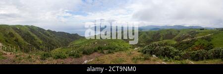 Nuova Zelanda Wellington, Kapiti, Makara che, pecore su rangeland Foto Stock