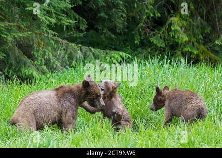 Canada, Khutzeymateen Orso grizzly Santuario, riproduzione di orsi grizzly Foto Stock