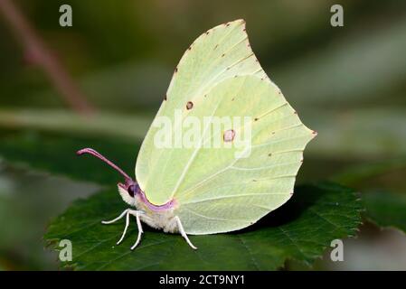 Germania, Brimstone butterfly, Gonepteryx rhamni, seduti su impianto Foto Stock