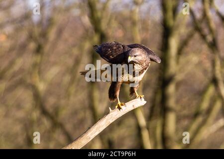 Germania, Hesse, poiana, Buteo buteo Foto Stock