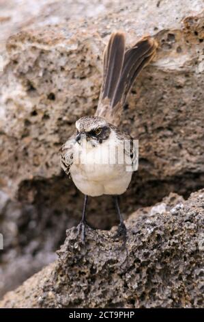 Ecuador, Galapagos, genovesa, Galapagos Mockingbird, Mimus parvulus Foto Stock