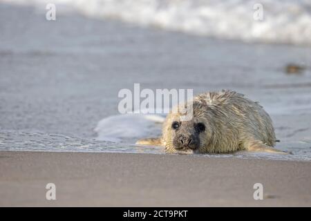 La Germania, l'isola di Helgoland, Duene Isola, guarnizione grigio pup (Halichoerus grypus) presso la spiaggia Foto Stock