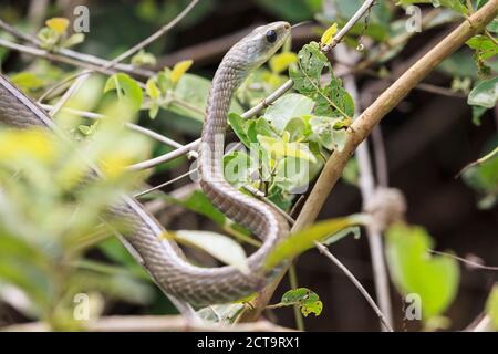 Sud America, Brasilia, Mato Grosso do Sul, Pantanal, Chironius laurenti Foto Stock