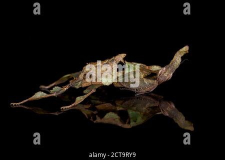 Ghost Mantis, Phyllocrania paradoxa, con riflessione sulla massa nero Foto Stock