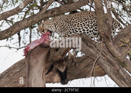 Africa, Kenya, Leopard blu alimentazione GNU su albero a Masai Mara riserva nazionale Foto Stock