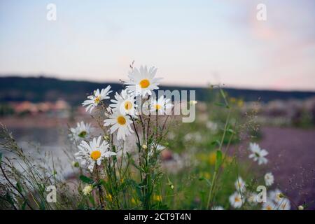 La Svezia, Graenna, Wild oxeye margherite cresce a lake Vaettern Foto Stock