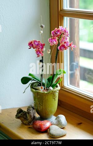 Vaso di fiori di orchidea in piedi sul davanzale della finestra Foto Stock