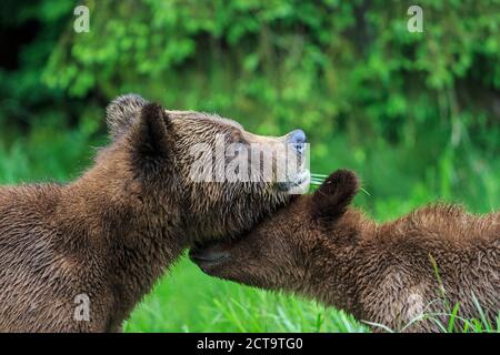 Canada, Khutzeymateen Orso grizzly Santuario, orsi grizzly odorare ogni altro Foto Stock