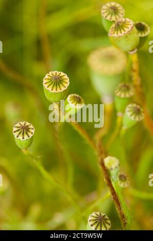 Stelo di sementi di mais papavero (Papaver rhoeas) Foto Stock