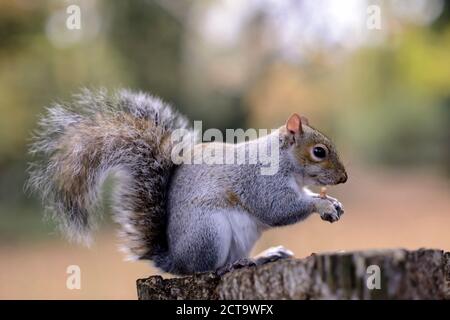 Scoiattolo grigio, Sciurus carolinensis, con mangimi sul tronco di albero Foto Stock