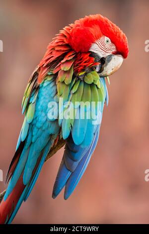 Il Brasile, Mato Grosso, Mato Grosso do Sul, ritratto di scarlet macaw seduta sul ramo Foto Stock