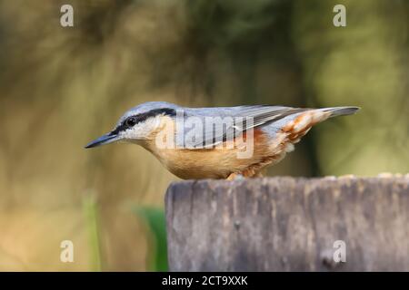 Nuthatch eurasiatico (sitta europaea) appollaiato su un tronco Foto Stock