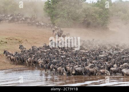 Africa, Kenya, Parco Nazionale di Maasai Mara, mandria di selvaggi azzurri (Connochaetes taurinus), migrazione GNU, scherzando sulla riva del fiume Mara Foto Stock