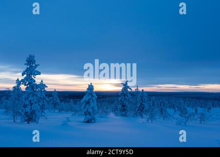 Finnland, vicino Saariselka, coperta di neve alberi Foto Stock