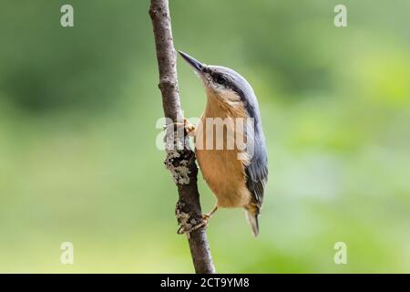 Germania, Hesse, Bad Soden-Allendorf, Eurasian picchio muratore, Sitta europaea, appollaiate sul ramo Foto Stock