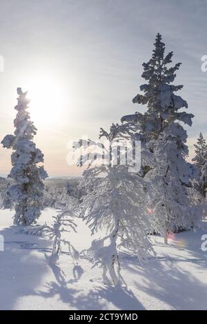 Finnland, vicino Saariselka, coperta di neve alberi Foto Stock