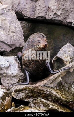 Ecuador, Galapagos, genovesa, Galapagos pelliccia sigillo, Arctocephalus galapagoensis, Foto Stock