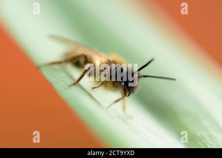 Il minatore bee, Andrena, sulla lamina Foto Stock