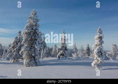 Finnland, vicino Saariselka, coperta di neve alberi Foto Stock