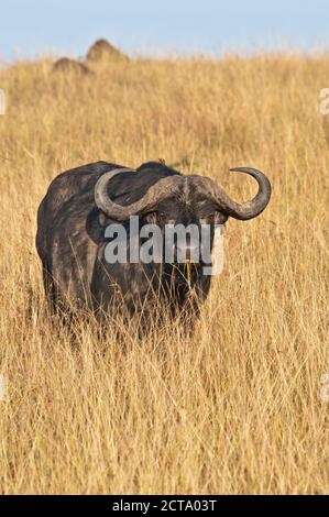 Africa, Kenia Masai Mara National Reserve, bufalo africano o bufalo del capo (Syncerus caffer) in erba alta Foto Stock