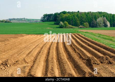 In Germania, in Baviera, Baviera, campo di asparagi in primavera tempo vicino a Koesching Foto Stock