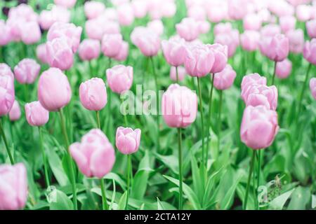 Paesi Bassi, rosa tulipani Tulipa, in Keukenhof Foto Stock