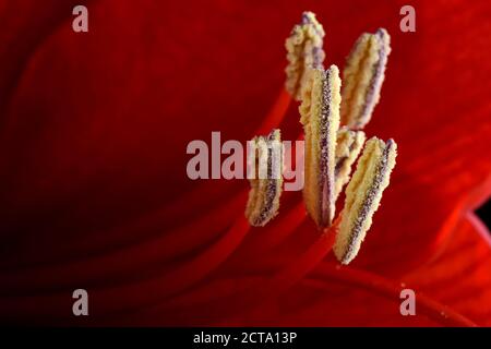 Stame di rosso amaryllis, Amaryllidaceae, close-up Foto Stock