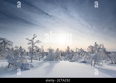 Finnland, vicino Saariselka, coperta di neve alberi Foto Stock