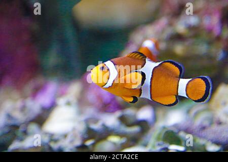 Pesce pagliaccio (anfibioninae), noto anche come anemonefish Foto Stock