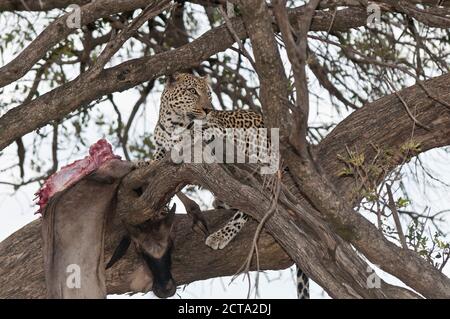 Africa, Kenya, Leopard blu alimentazione GNU su albero a Masai Mara riserva nazionale Foto Stock