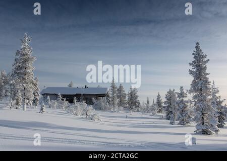 Finnland, vicino Saariselka, Log Cabin tra coperta di neve alberi Foto Stock