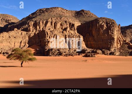 Algeria, Sahara, del Tassili N'Ajjer National Park, Acacia tree in un oued a Tamezguida Foto Stock