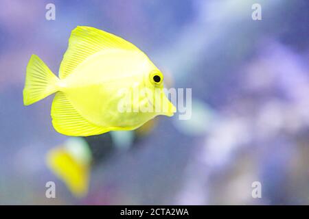 Primo piano di un codolo giallo (Zebrasoma flavescens) Foto Stock