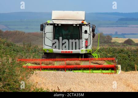 Un operatore solista nelle aziende agricole mietitrebbia che raccoglie le orecchie di grano per lo stoccaggio e la successiva vendita dall'azienda. Foto Stock