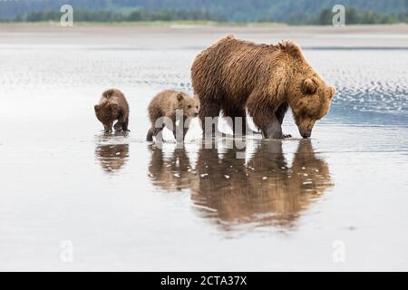Stati Uniti d'America, Alaska, Parco Nazionale e Riserva del Lago Clark, orso bruno con i cuccioli alla ricerca di cozze al lago Foto Stock