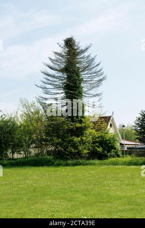 La Svezia, Skanoer Med Falsterbo, staccato di casa nascosta dietro tree Foto Stock