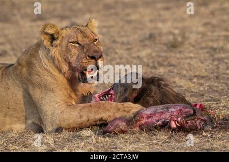 Africa, Kenya, Maasai Mara National Reserve, leone femminile, panthera leo, mangiare Foto Stock