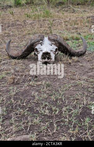 Africa, Kenia Masai Mara National Reserve, cranio con le corna di un bufalo africano o Bufalo del capo (Syncerus caffer) Foto Stock