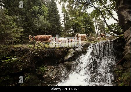Salisburgo, Austria Membro, Altenmarkt-Zauchensee, abbattere i capi di bestiame dal pascolo di montagna Foto Stock